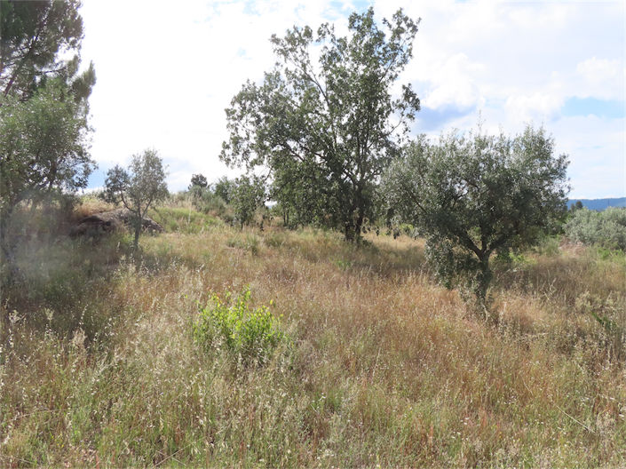 Image No.3-Propriété à vendre à Castelo Branco