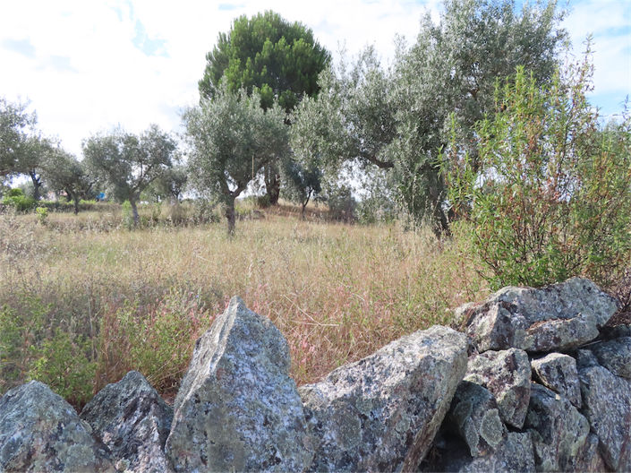 Image No.4-Propriété à vendre à Castelo Branco