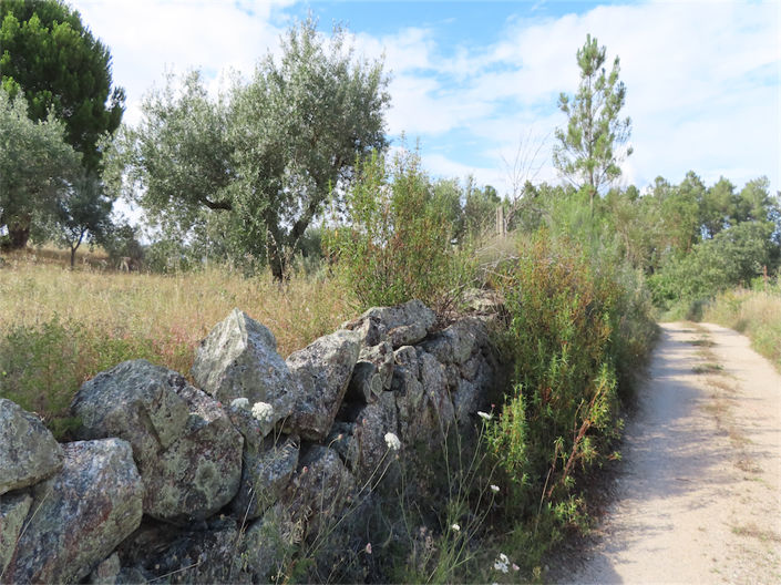 Image No.5-Propriété à vendre à Castelo Branco