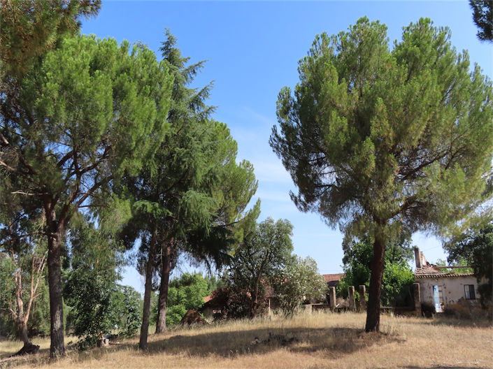 Image No.23-Propriété de 3 chambres à vendre à Castelo Branco