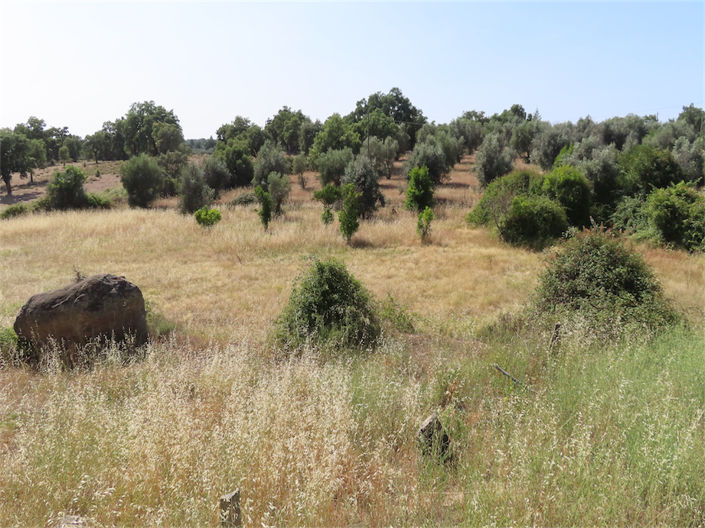 Image No.29-Propriété de 3 chambres à vendre à Castelo Branco