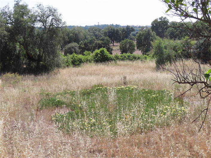 Image No.37-Propriété de 3 chambres à vendre à Castelo Branco