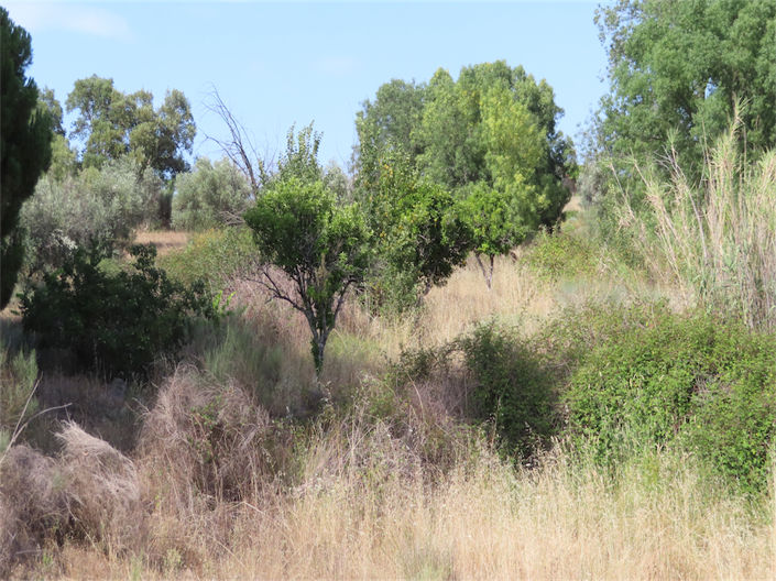 Image No.44-Propriété de 3 chambres à vendre à Castelo Branco