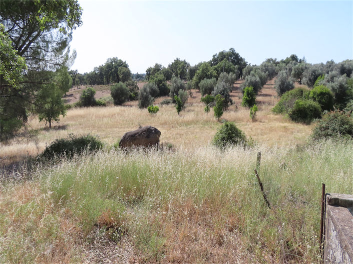Image No.46-Propriété de 3 chambres à vendre à Castelo Branco