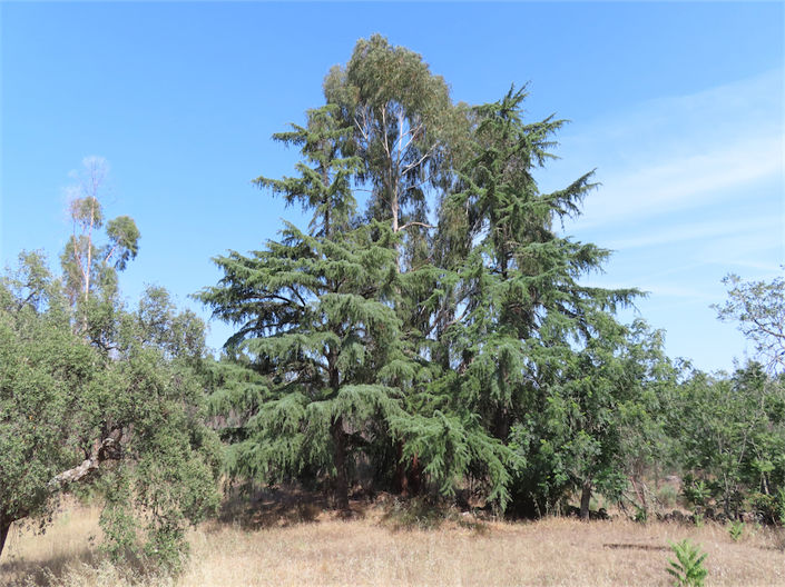 Image No.48-Propriété de 3 chambres à vendre à Castelo Branco