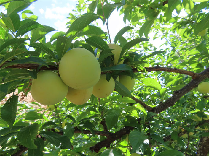 Image No.3-Propriété à vendre à Castelo Branco