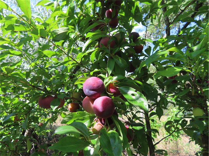Image No.35-Propriété à vendre à Castelo Branco