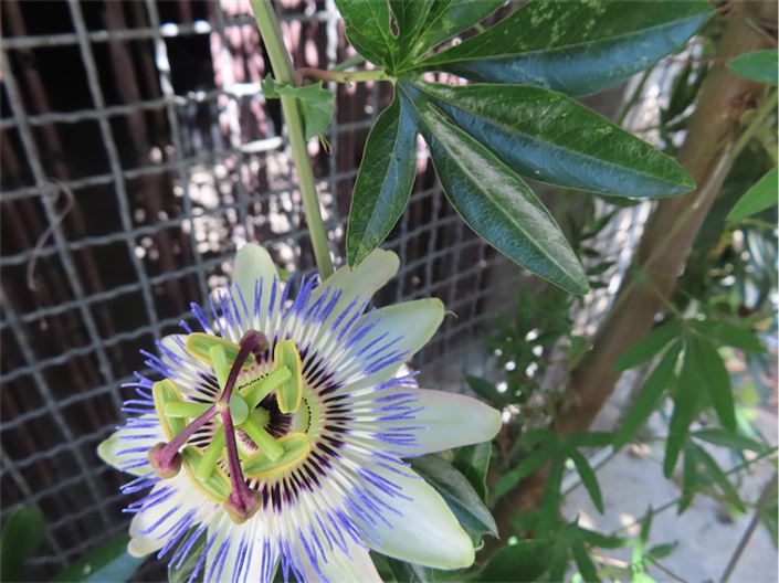 Image No.36-Propriété à vendre à Castelo Branco