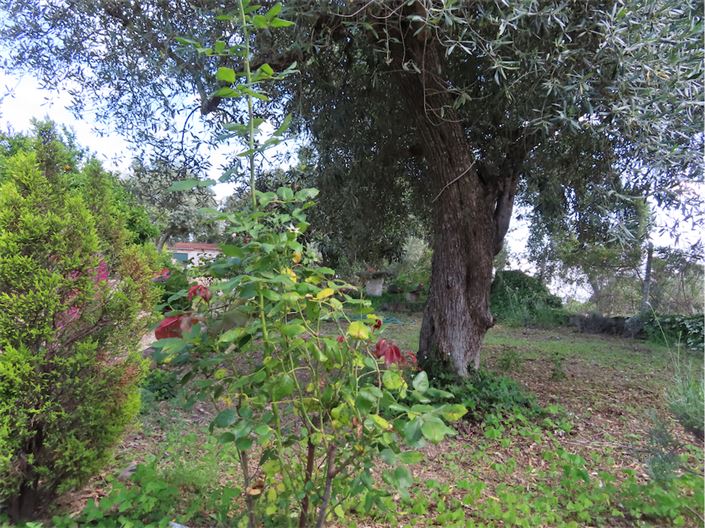 Image No.5-Propriété à vendre à Castelo Branco