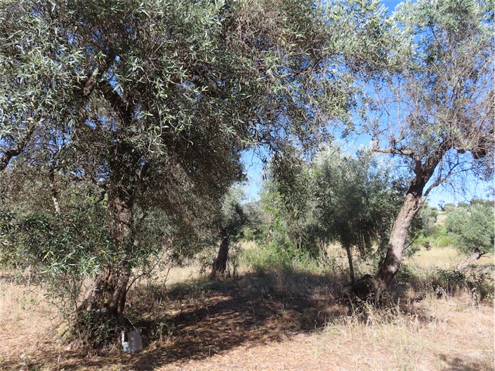 Image No.35-Propriété de 2 chambres à vendre à Castelo Branco