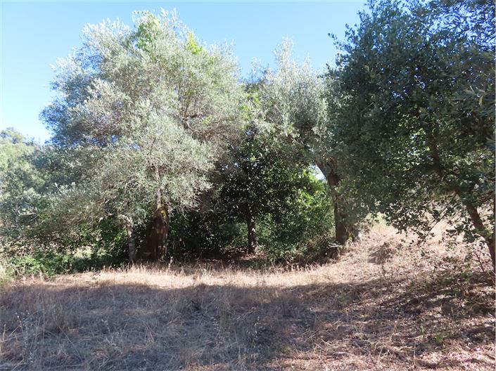 Image No.36-Propriété de 2 chambres à vendre à Castelo Branco