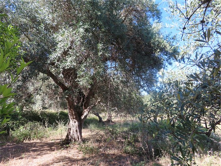 Image No.38-Propriété de 2 chambres à vendre à Castelo Branco