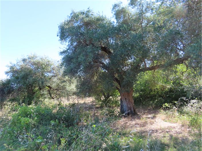 Image No.40-Propriété de 2 chambres à vendre à Castelo Branco