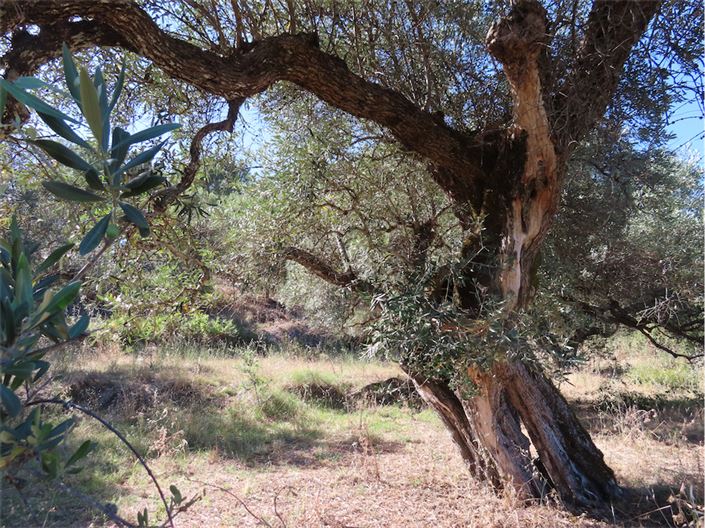 Image No.41-Propriété de 2 chambres à vendre à Castelo Branco