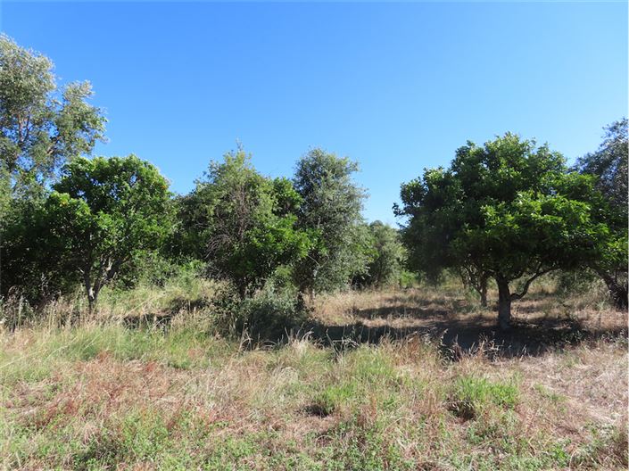 Image No.48-Propriété de 2 chambres à vendre à Castelo Branco