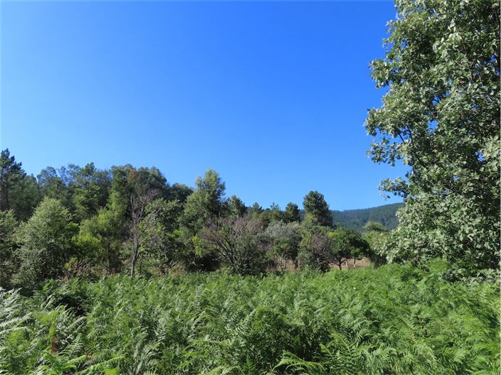 Image No.50-Propriété de 2 chambres à vendre à Castelo Branco