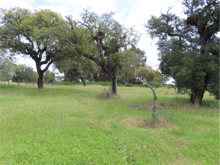 Image No.12-Propriété à vendre à Castelo Branco