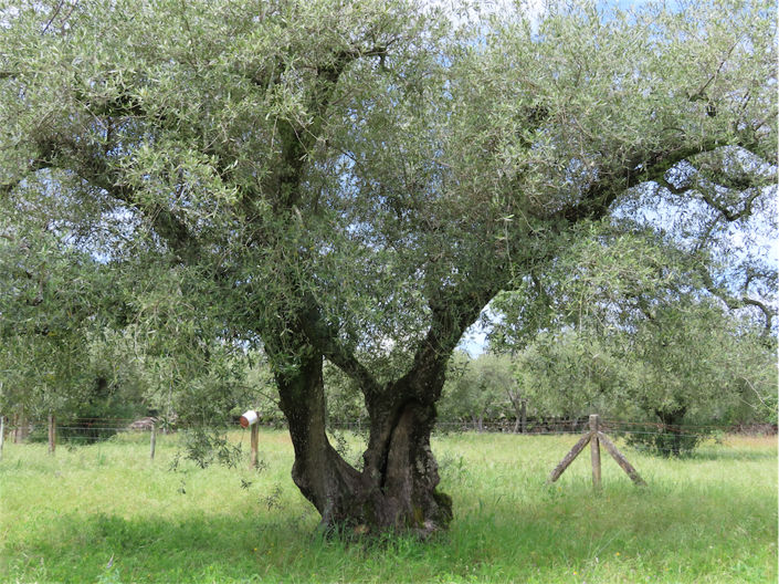 Image No.14-Propriété à vendre à Castelo Branco