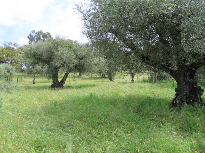 Image No.15-Propriété à vendre à Castelo Branco