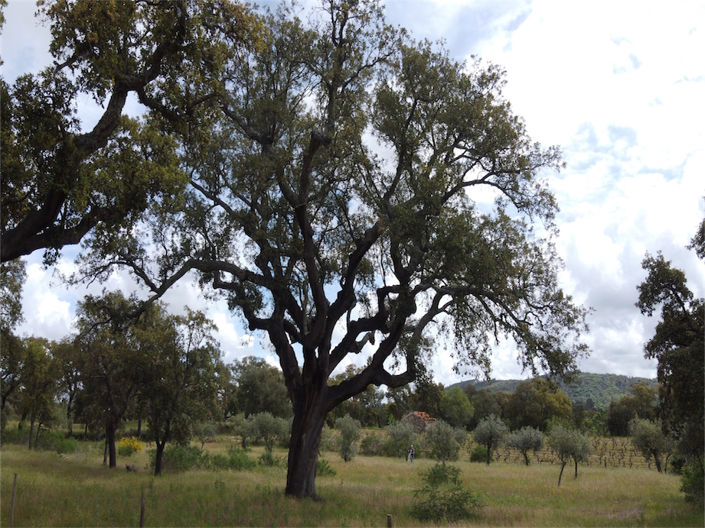 Image No.22-Propriété à vendre à Castelo Branco