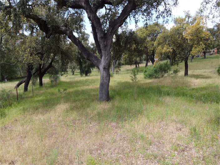 Image No.25-Propriété à vendre à Castelo Branco