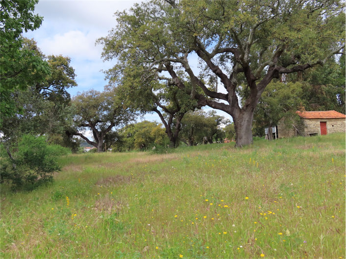 Image No.7-Propriété à vendre à Castelo Branco