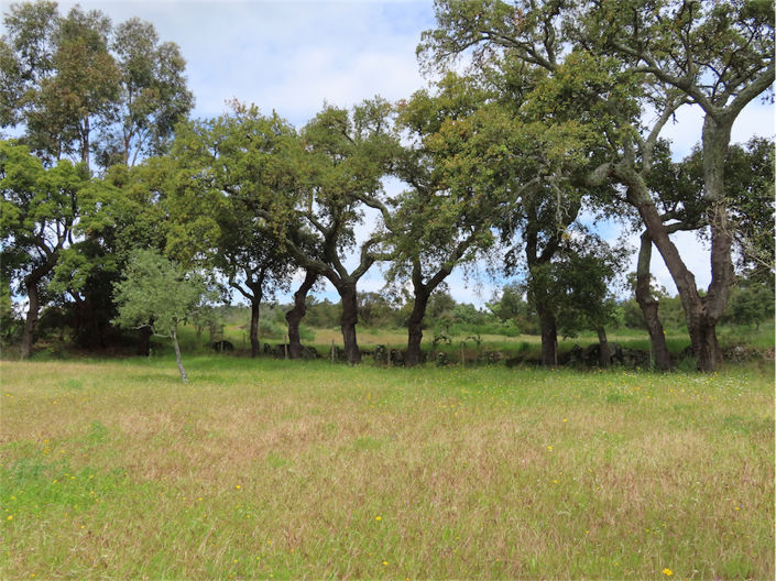 Image No.8-Propriété à vendre à Castelo Branco