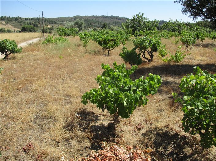 Image No.10-Propriété à vendre à Castelo Branco