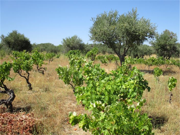 Image No.12-Propriété à vendre à Castelo Branco