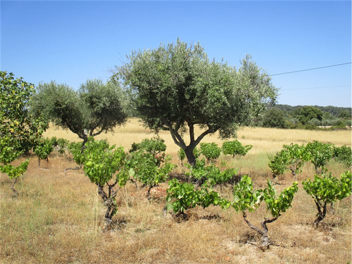 Image No.13-Propriété à vendre à Castelo Branco