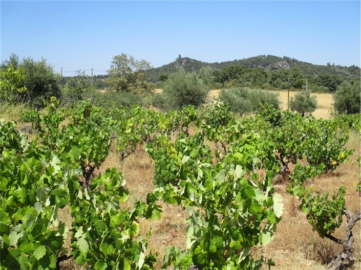 Image No.14-Propriété à vendre à Castelo Branco