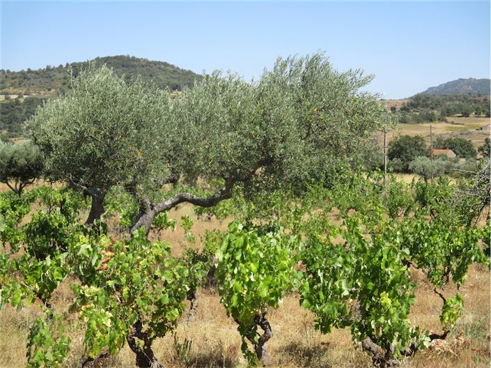 Image No.15-Propriété à vendre à Castelo Branco