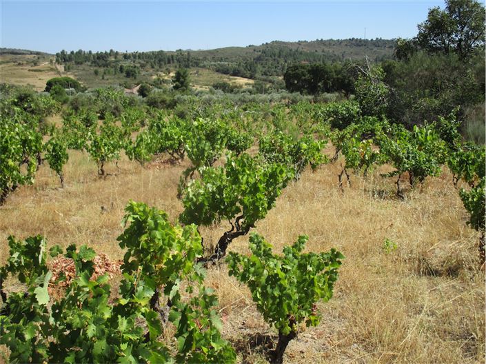 Image No.17-Propriété à vendre à Castelo Branco