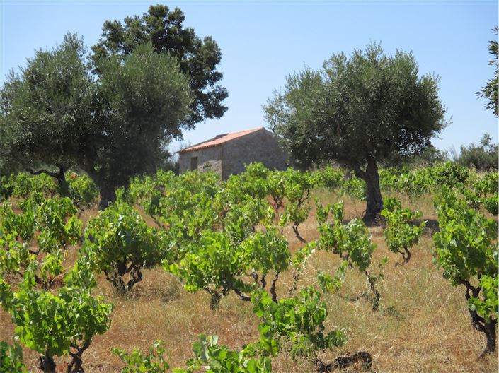 Image No.9-Propriété à vendre à Castelo Branco