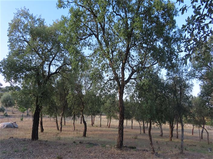 Image No.4-Property for sale