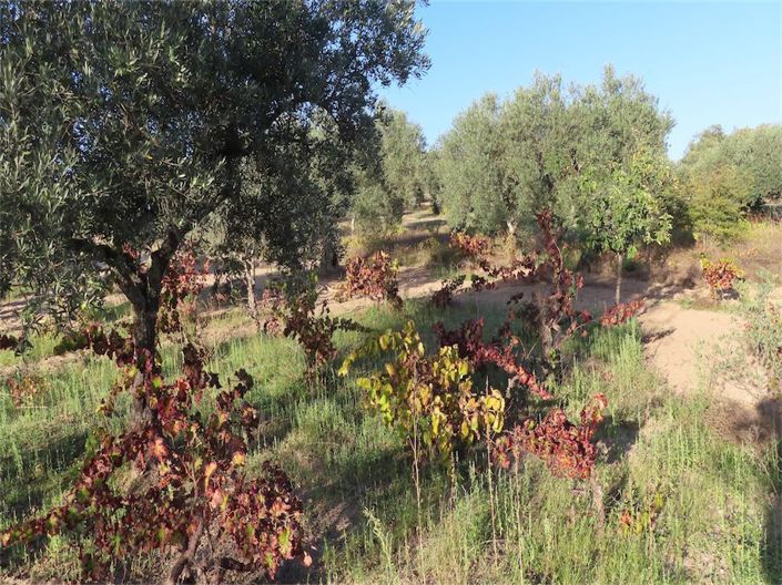 Image No.11-Propriété à vendre à Castelo Branco