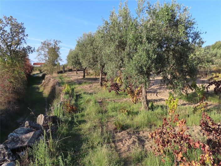 Image No.12-Propriété à vendre à Castelo Branco