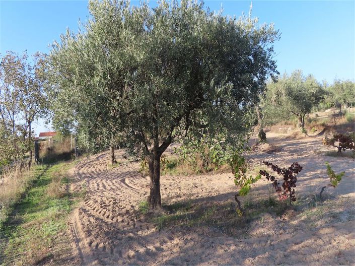 Image No.13-Propriété à vendre à Castelo Branco