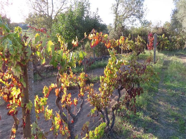 Image No.21-Propriété à vendre à Castelo Branco