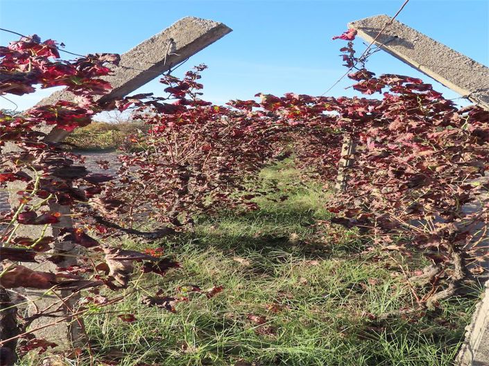 Image No.24-Propriété à vendre à Castelo Branco