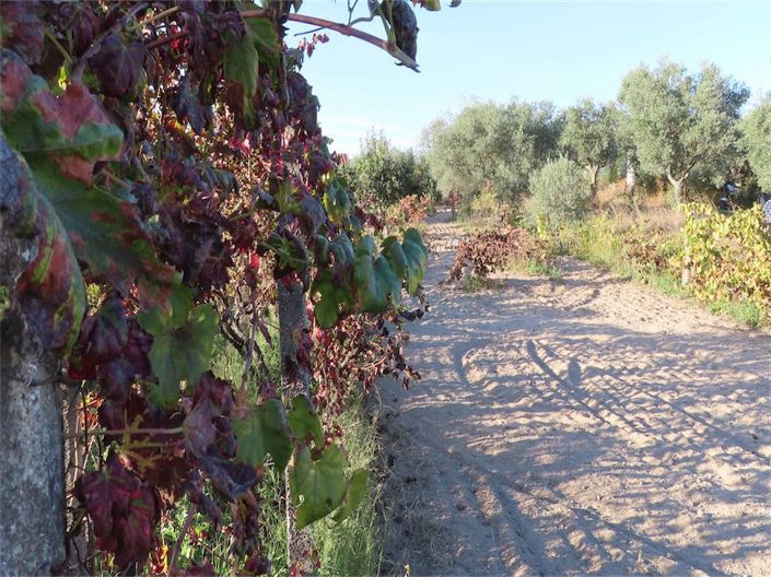 Image No.25-Propriété à vendre à Castelo Branco