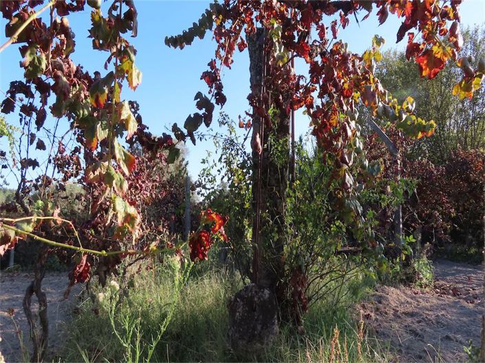 Image No.31-Propriété à vendre à Castelo Branco