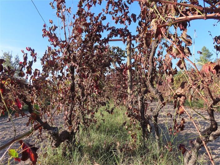 Image No.32-Propriété à vendre à Castelo Branco