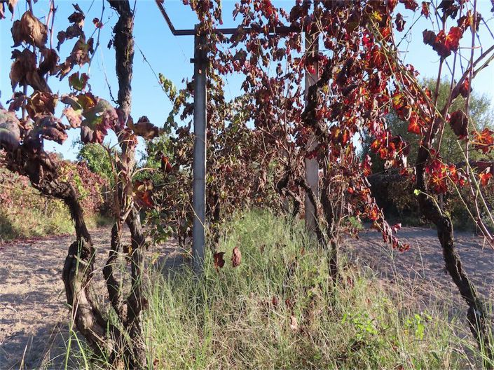 Image No.33-Propriété à vendre à Castelo Branco