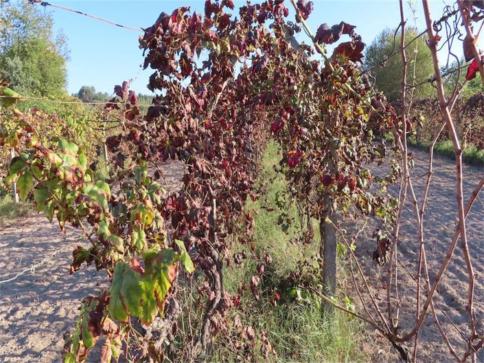 Image No.34-Propriété à vendre à Castelo Branco