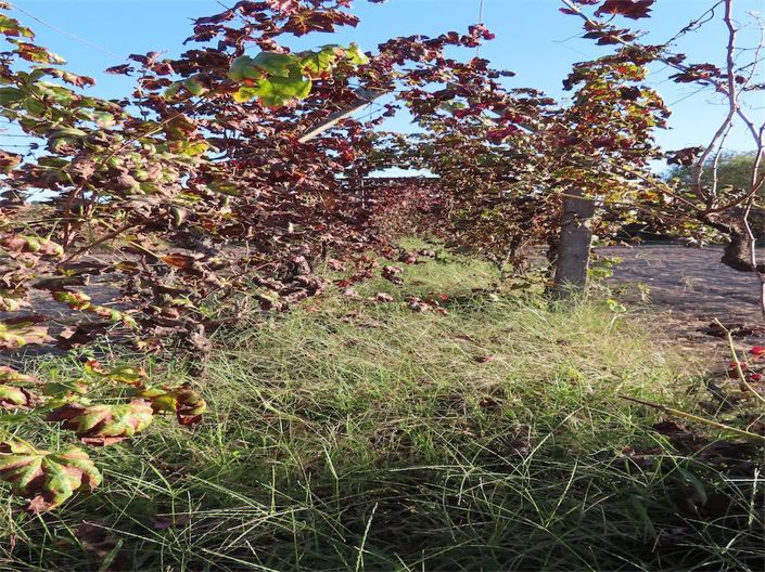 Image No.35-Propriété à vendre à Castelo Branco