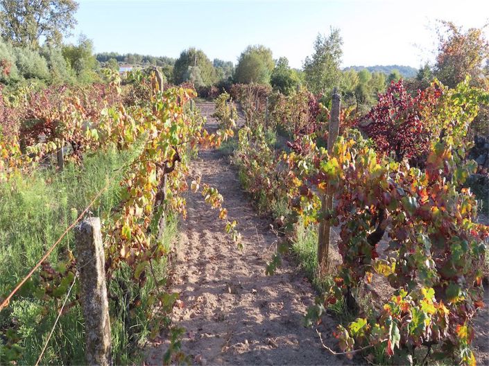 Image No.38-Propriété à vendre à Castelo Branco