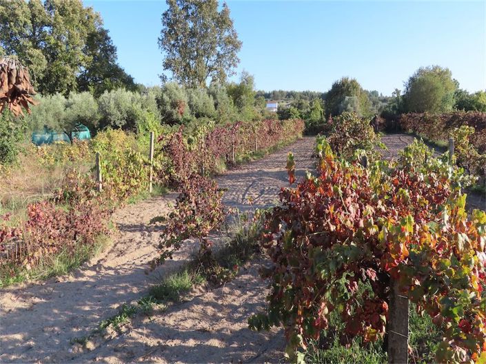 Image No.39-Propriété à vendre à Castelo Branco