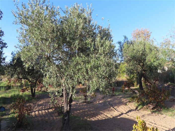 Image No.8-Propriété à vendre à Castelo Branco