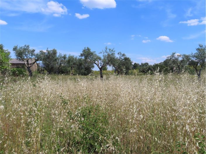 Image No.6-Propriété à vendre à Castelo Branco